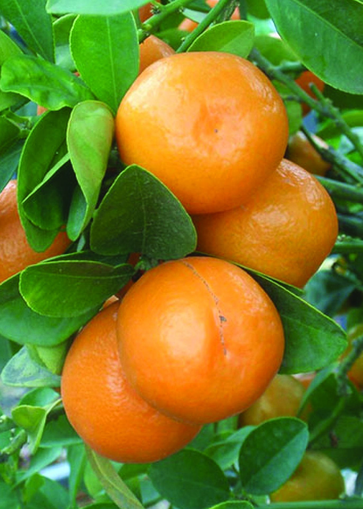 Kumquat Meiwa Fruit.webp