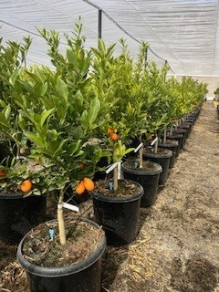 Limequat 'Eustis'