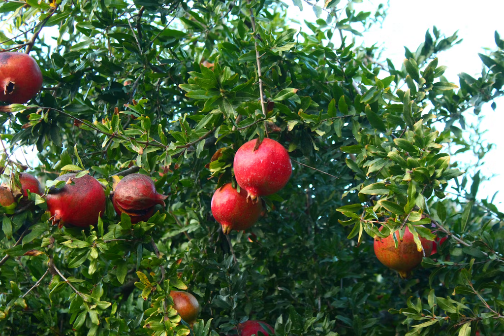 Pomegranate 'Pink Satin' (Tree Band 5.25" x 12", Standard)