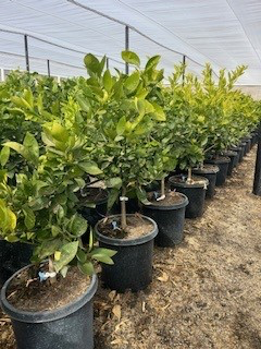 Orange 'Minneola Tangelo'
