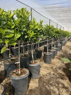 Orange 'Sanguinelli Blood' (Tree Band 5.25" x 12", Semi-dwarf)