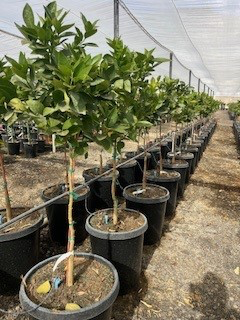 Orange 'Tarocco Blood' (Tree Band 5.25" x 12", Semi-dwarf)