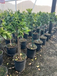 Orange 'Fukumoto Navel' (Tree Band 5.25" x 12", Semi-dwarf)
