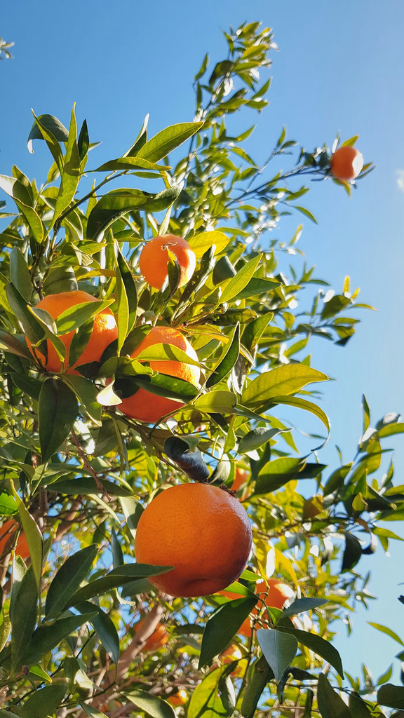 Orange 'Lane Late Navel' (Tree Band 5.25" x 12", Semi-dwarf)