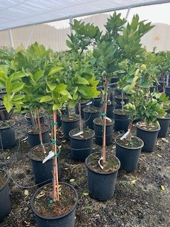 Orange 'Olinda Valencia' (Tree Band 5.25" x 12", Semi-dwarf)