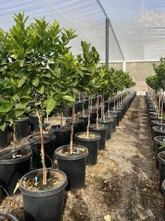 Orange 'Smith Red Valencia' (Tree Band 5.25" x 12", Semi-dwarf)