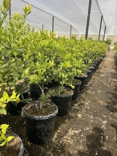 Mandarinquat 'Nippon' (Tree Band 5.25" x 12", Semi-dwarf)