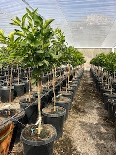 Mandarin 'Dekopon'