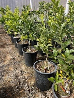 Mandarin 'Kishu Seedless'