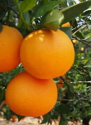 Mandarin 'Pixie'