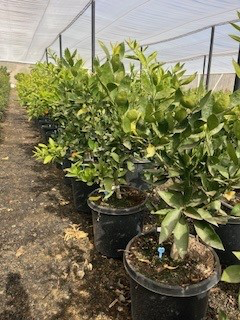 Mandarin 'Satsuma Frost Owari' (Tree Band 5.25" x 12", Semi-dwarf)
