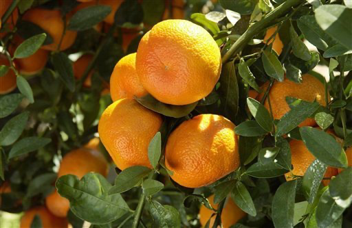 Mandarin 'Murcott'