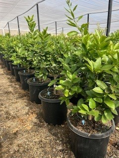 Lime 'Bearss' (Tree Band 5.25" x 12", Semi-dwarf)