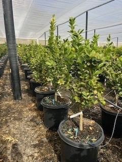 Lime 'Mexican' (Tree Band 5.25" x 12", Semi-dwarf)