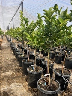 Lime 'Palestinian Sweet' (Tree Band 5.25" x 12", Semi-dwarf)