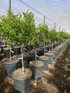 Lime 'Kaffir' (Tree Band 5.25" x 12", Semi-dwarf)