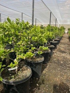 Lemon 'Meyer'
