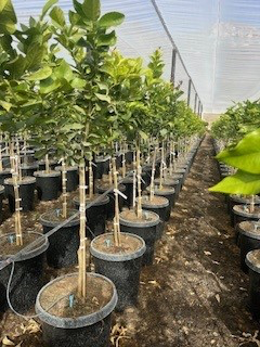 Lemon 'Lisbon' (Tree Band 5.25" x 12", Semi-dwarf)