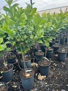 Lemon 'Santa Teresa'