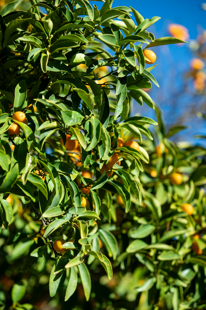 Kumquat 'Nordmann' (Tree Band 5.25" x 12", Semi-dwarf)