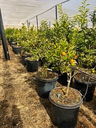Kumquat 'Meiwa'