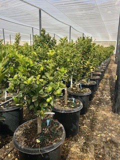Kumquat 'Fukushu' (Tree Band 5.25" x 12", Semi-dwarf)