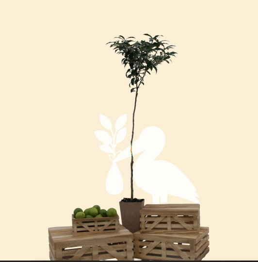 Kumquat 'Nagami' (Tree Band 5.25" x 12", Semi-dwarf)