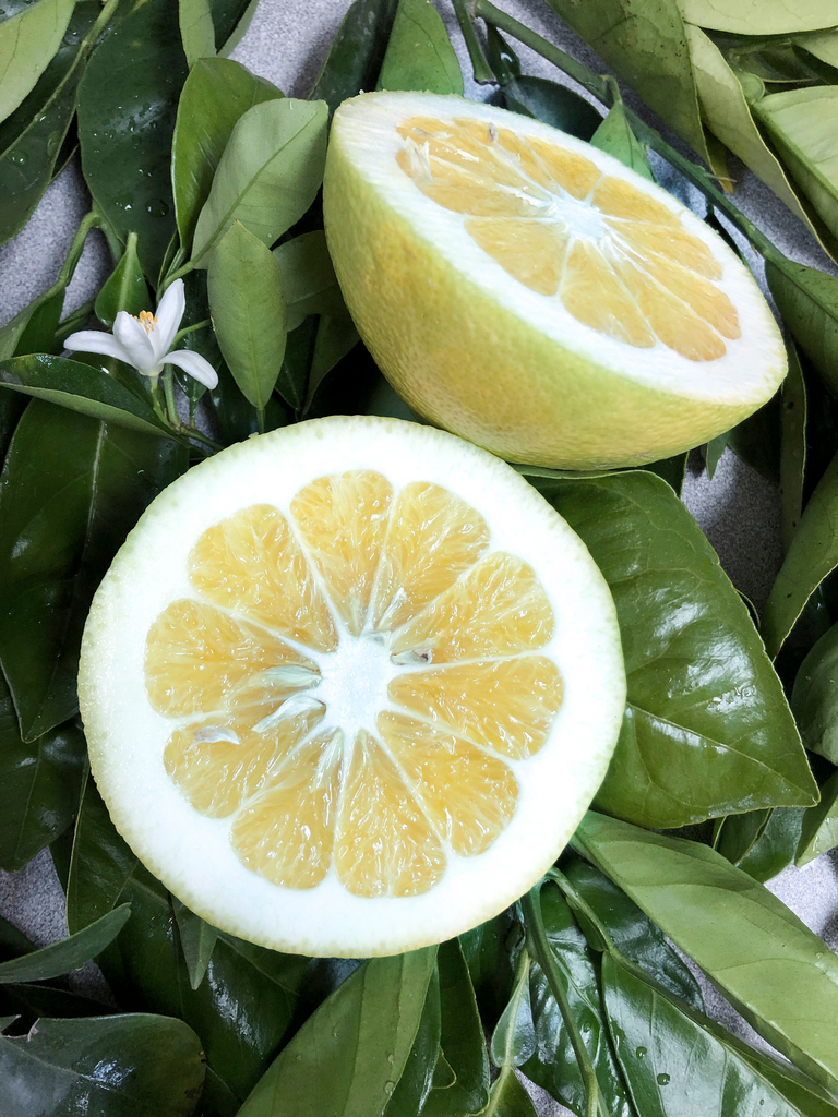 Grapefruit 'Oro Blanco'