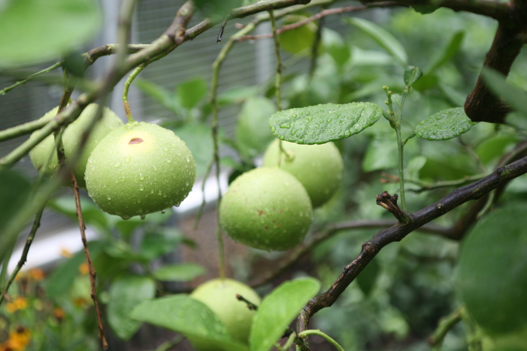 Grapefruit 'Melo Gold' (Tree Band 5.25" x 12", Semi-dwarf)