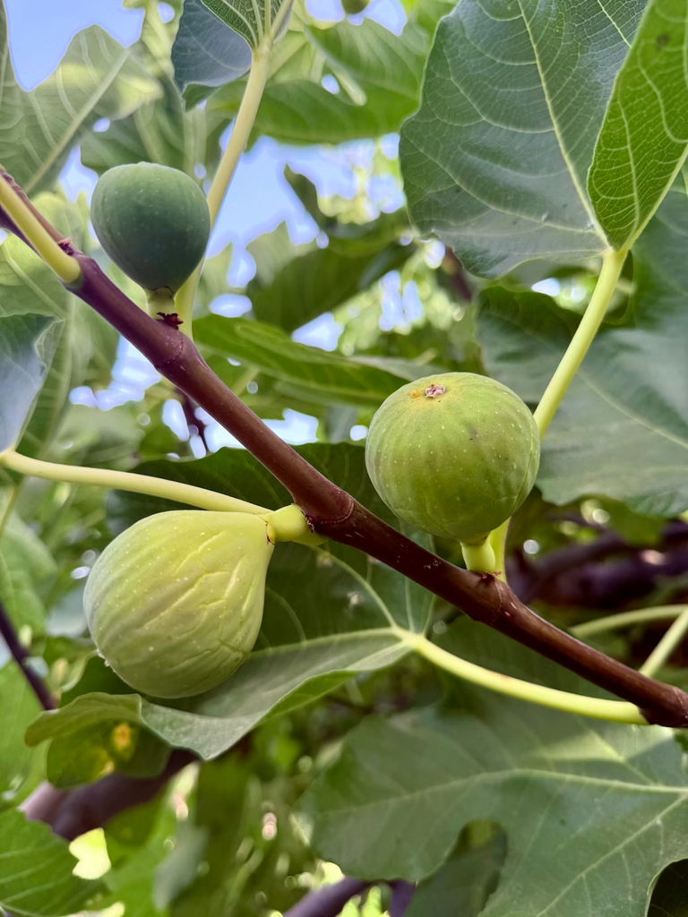 Fig 'Kadota' (Tree Band 5.25" x 12")