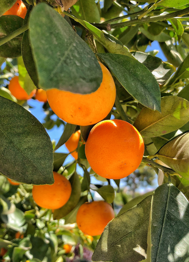 Calamondin 'Calamansi'