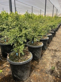 Australian finger lime 'Red' (Tree Band 5.25" x 12", Semi-dwarf)