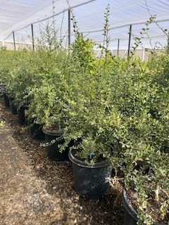 Australian finger lime 'Green' (Tree Band 5.25" x 12", Semi-dwarf)