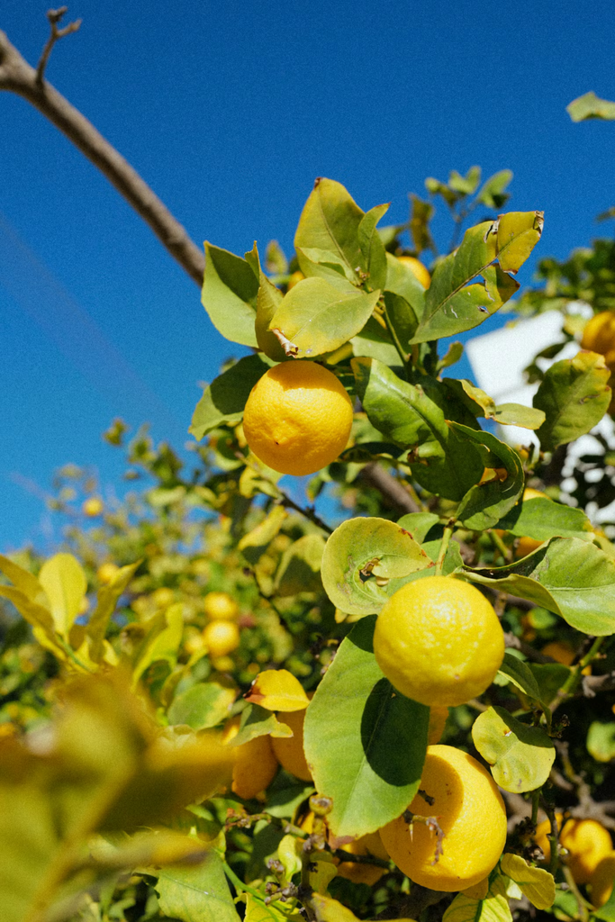 Lemon 'Genoa'