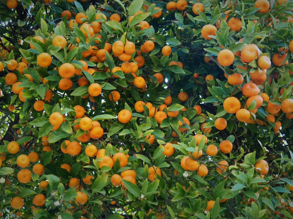 Mandarin Satsuma 'Miho'