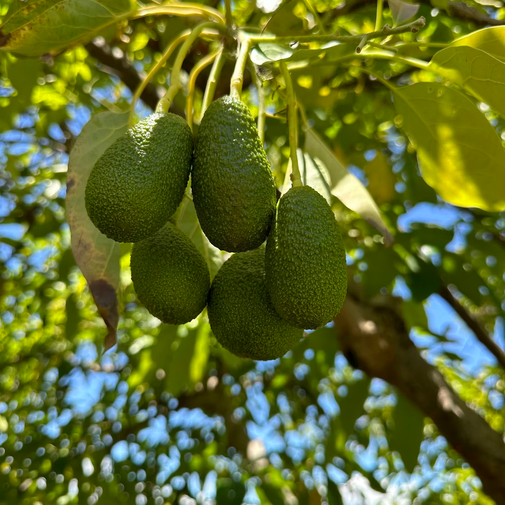 Avocado 'Queen'