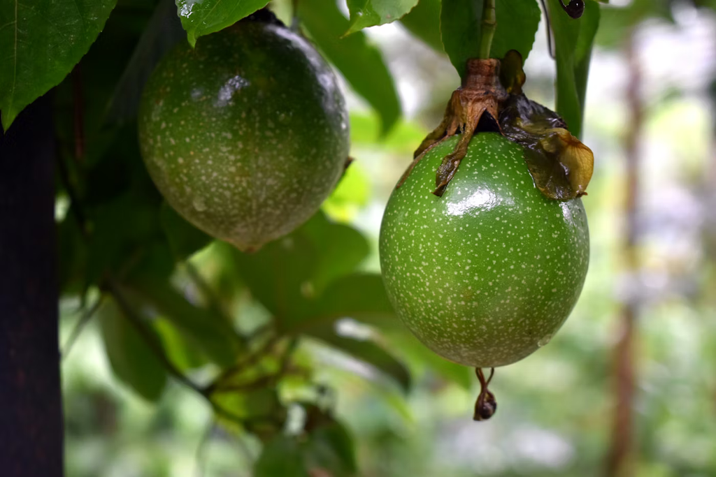 Passion Fruit 'Frederick' (Tree Band 5.25" x 12", Staked)
