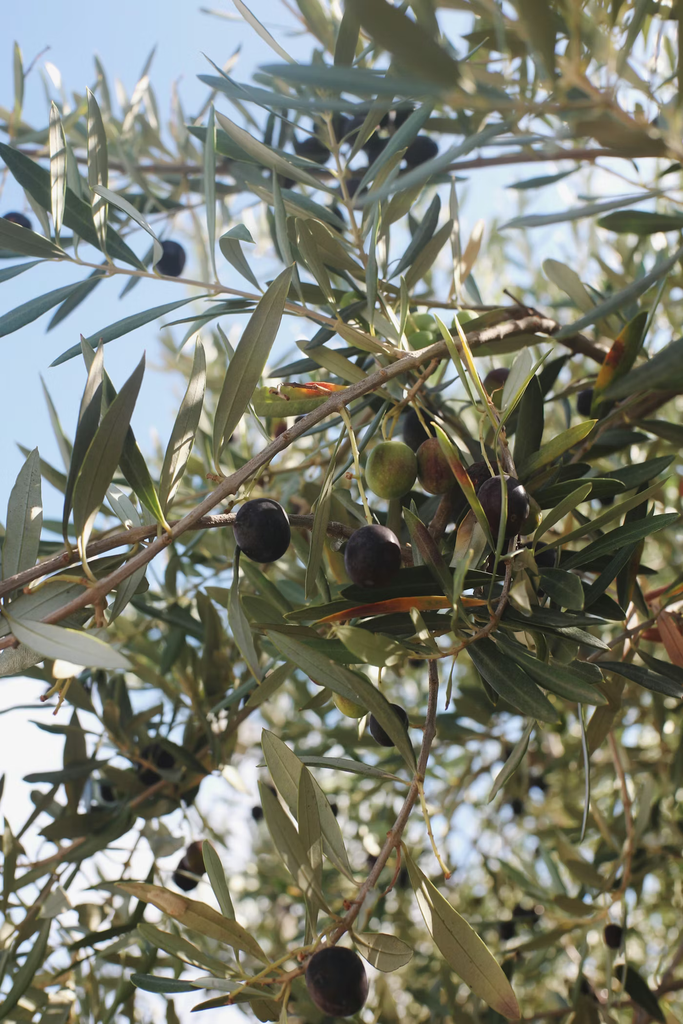 Olea Europaea 'Arbequina' (Tree Band 5.25" x 12", Standard)